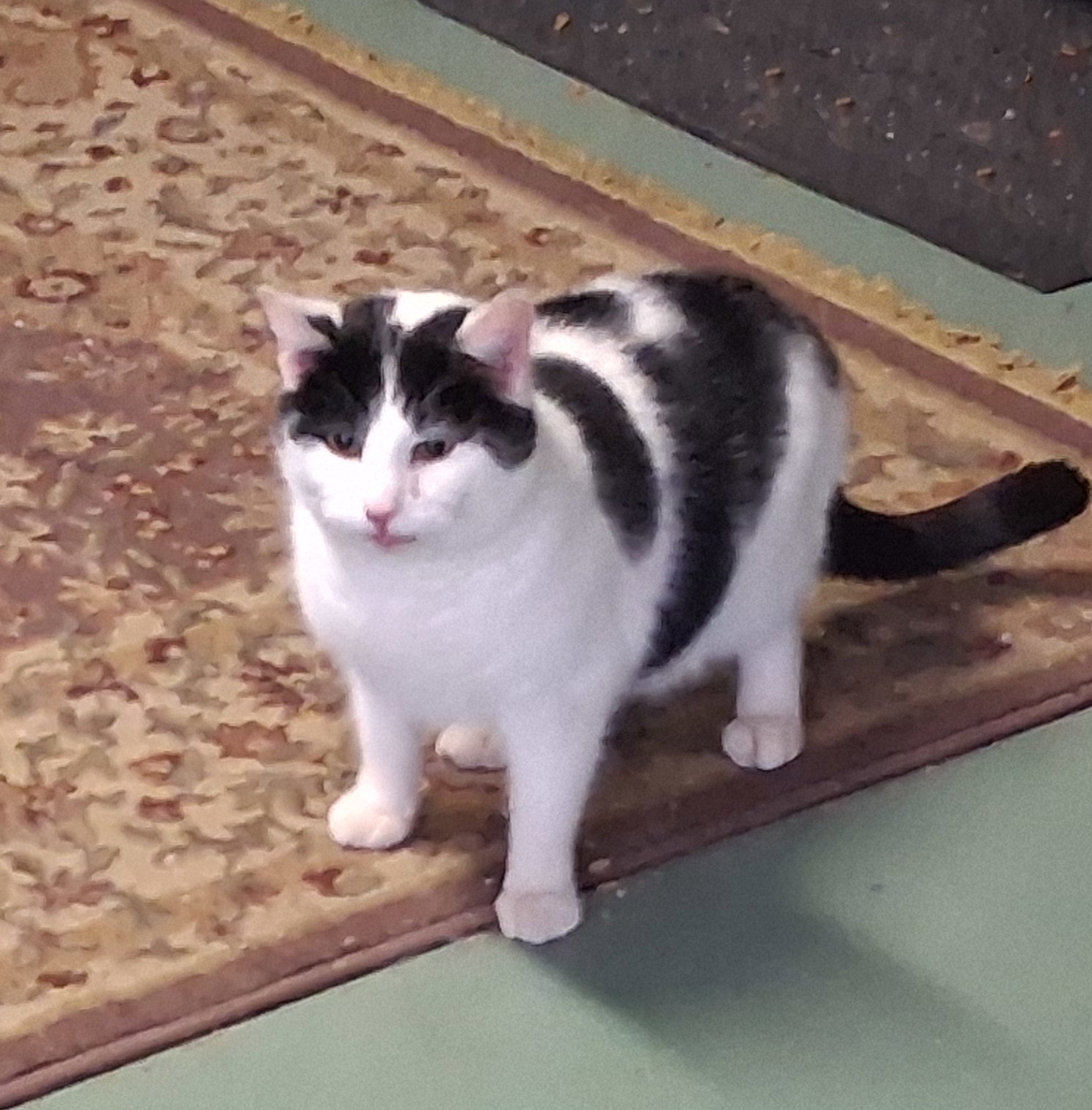 Pongo