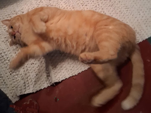 Goldie, an adoptable Tabby in Stockport, OH