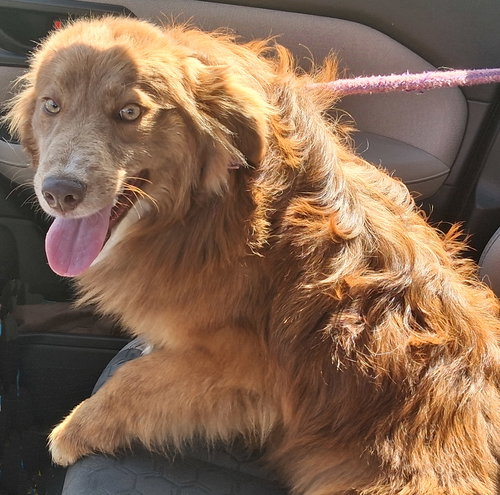 Rusty, an adoptable Australian Shepherd in Stockport, OH