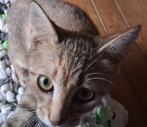 Kennedy, an adoptable Domestic Short Hair in Stockport, OH