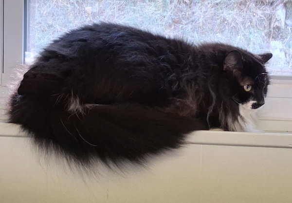 Ophelia
