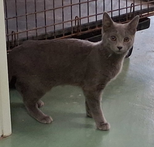 Enola, Baby Domestic Medium Hair (medium coat), cat for adoption in Lancaster, Ohio