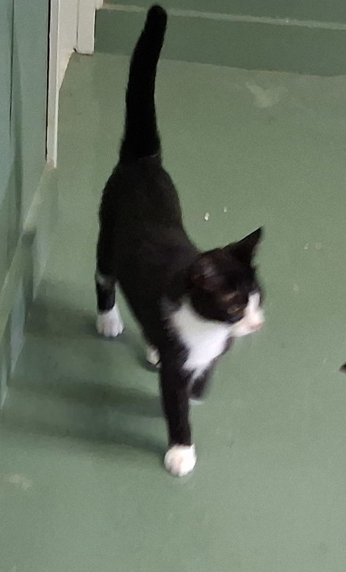 Sherlock, Baby Domestic Medium Hair (medium coat), cat for adoption in Lancaster, Ohio