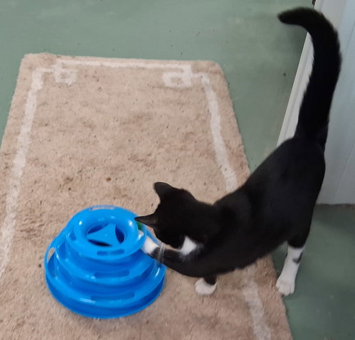 Sherlock, an adoptable Domestic Medium Hair in Stockport, OH