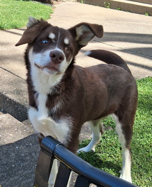Layla, an adoptable Australian Shepherd in Stockport, OH