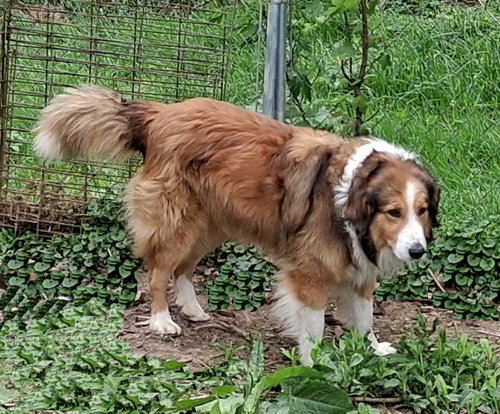 Laddie, an adoptable English Shepherd in Stockport, OH