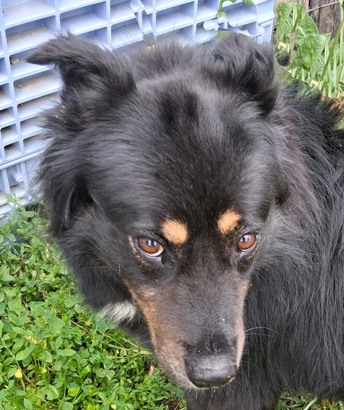 Rita, an adoptable English Shepherd in Stockport, OH