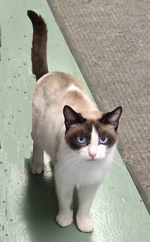 Talluliah, Young Siamese / Mixed (short coat), cat for adoption in Newark, Ohio