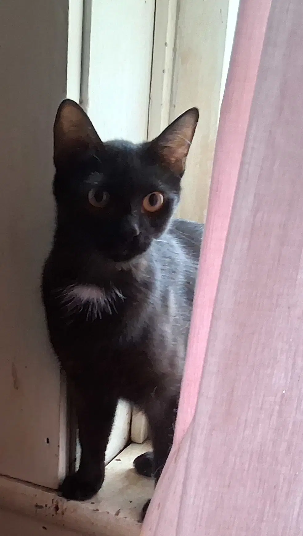 Augusta - Domestic Short Hair