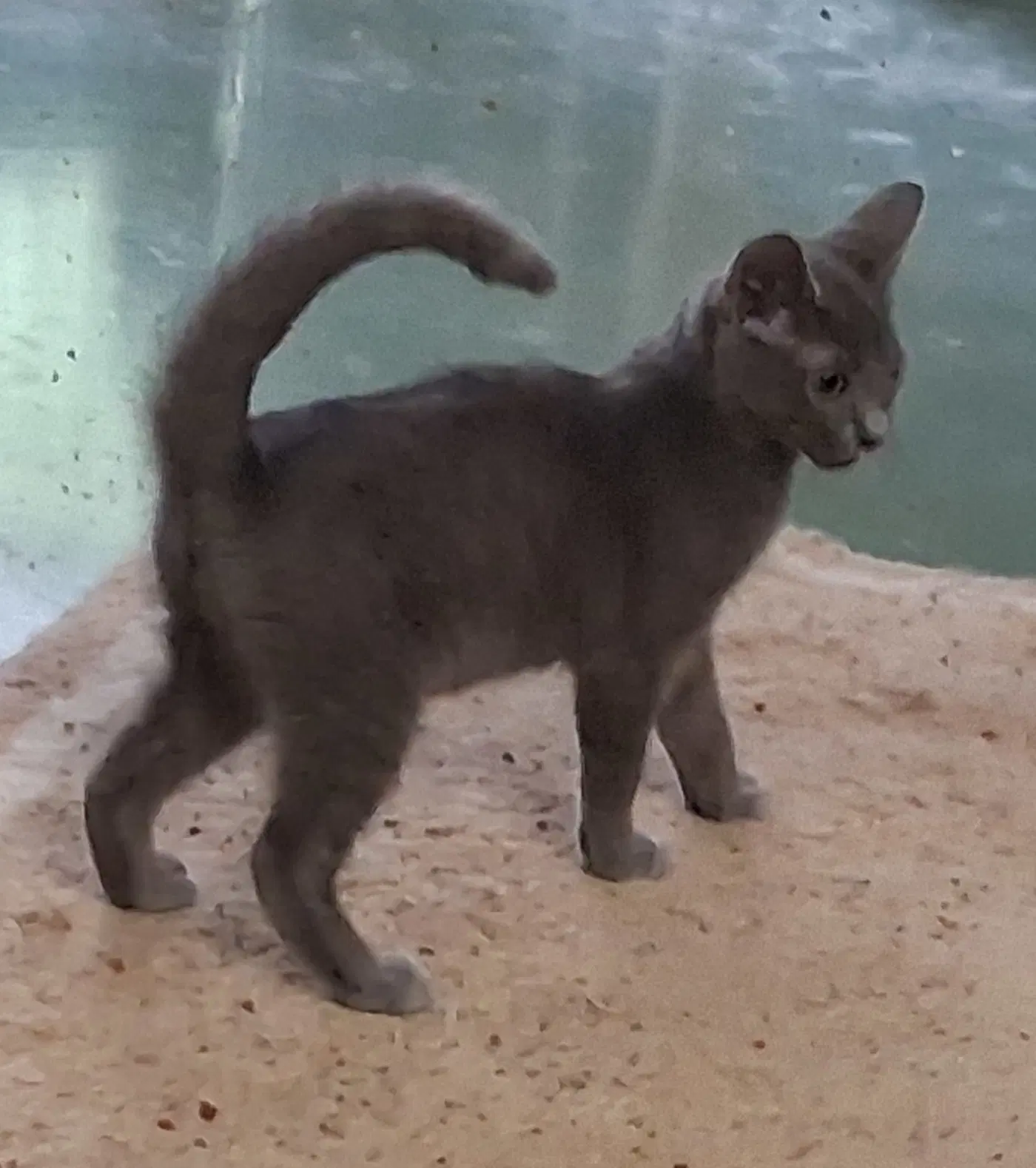 Wally - Siamese