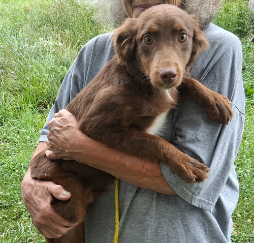 Rudy, an adoptable Australian Shepherd in Stockport, OH