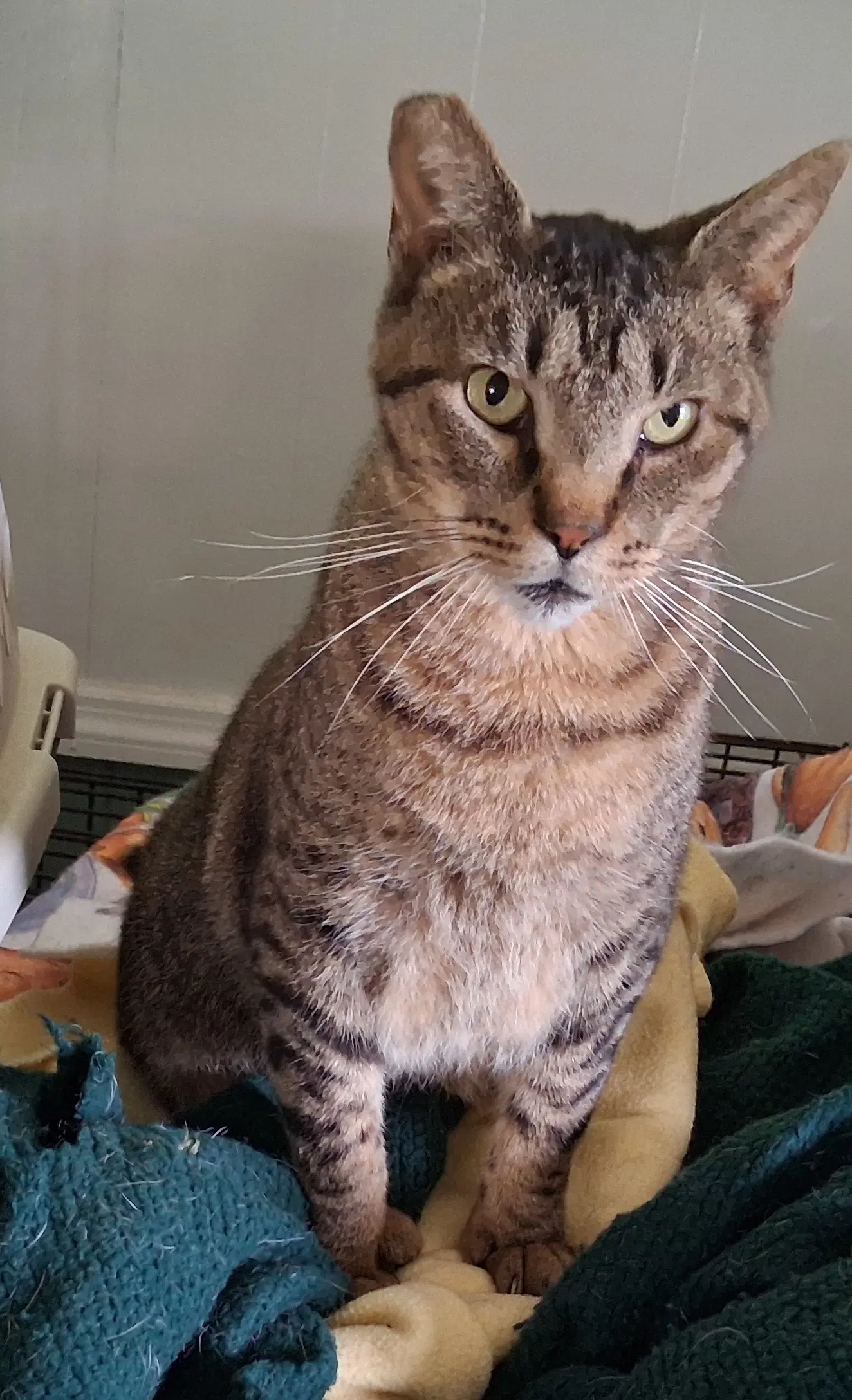 Whiskers image 2