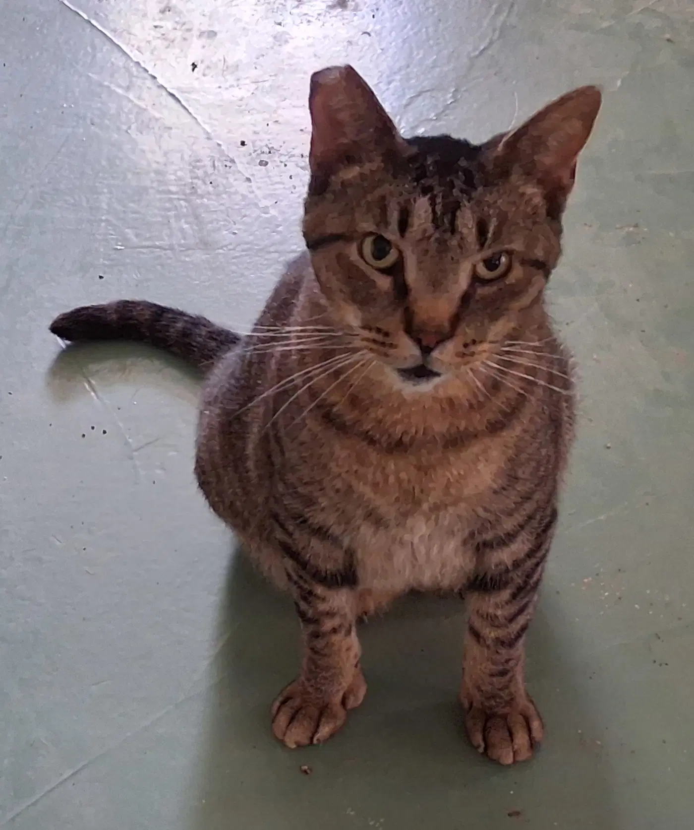 Whiskers image 3