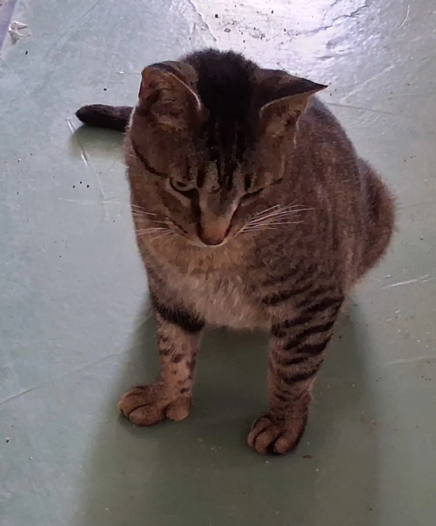 Whiskers image 4