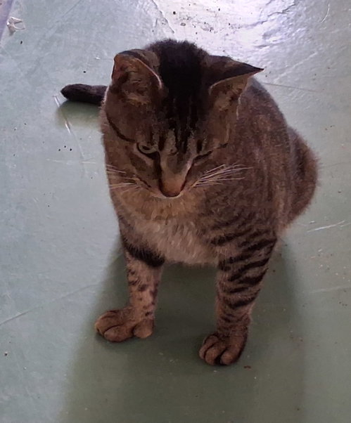 Photo 4 of Whiskers