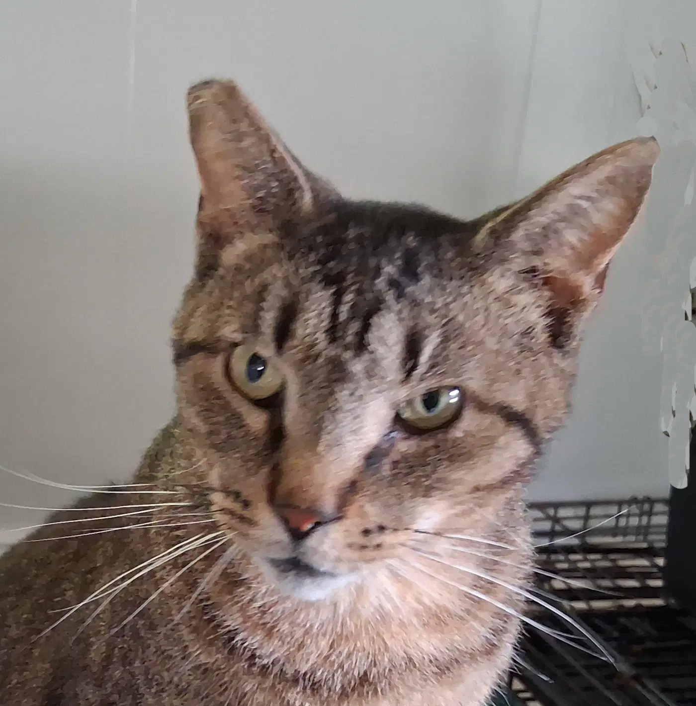 Whiskers - Tabby
