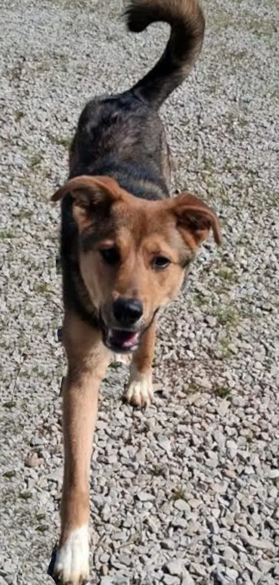 Scout - Shepherd