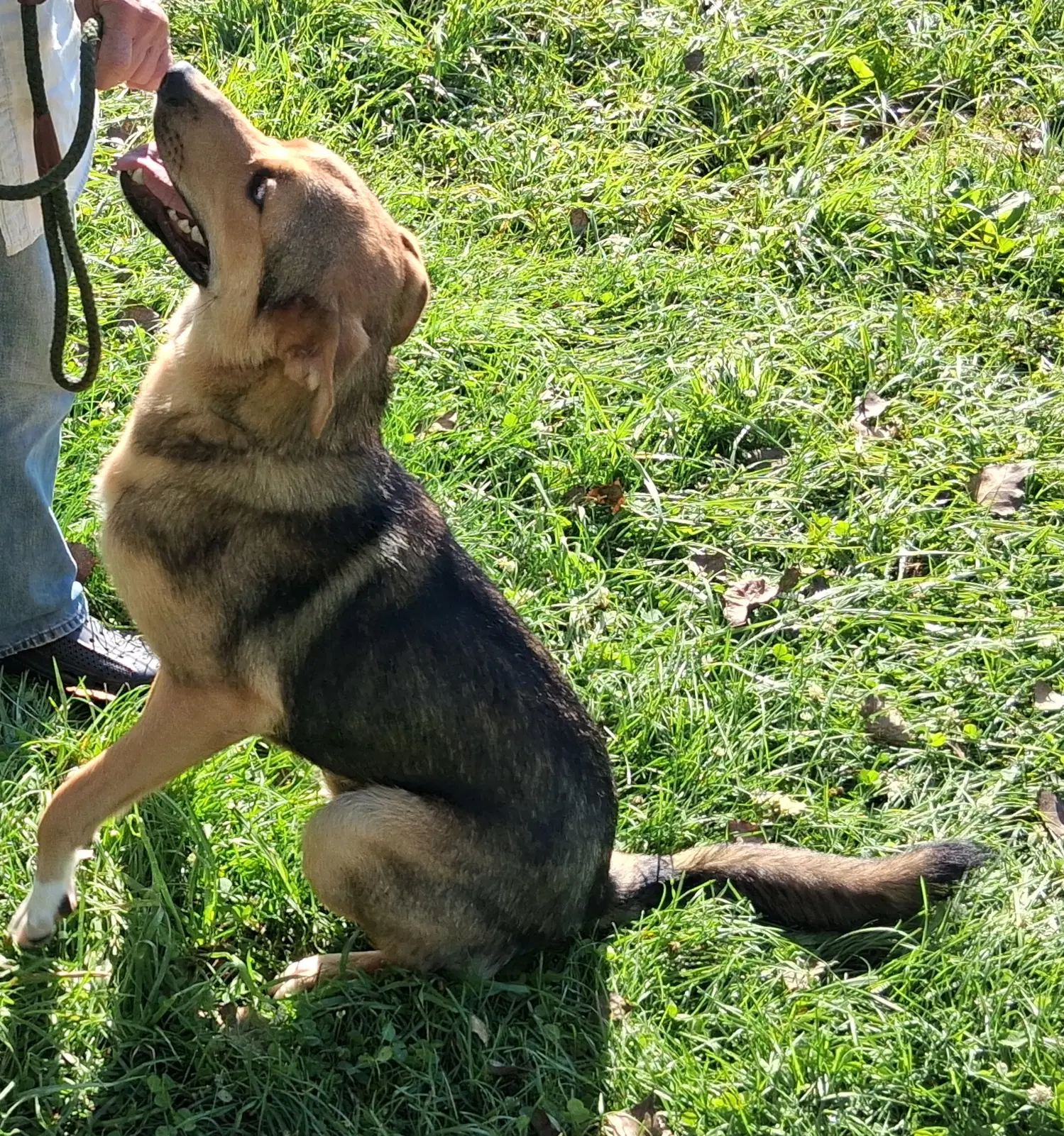 Scout image 2