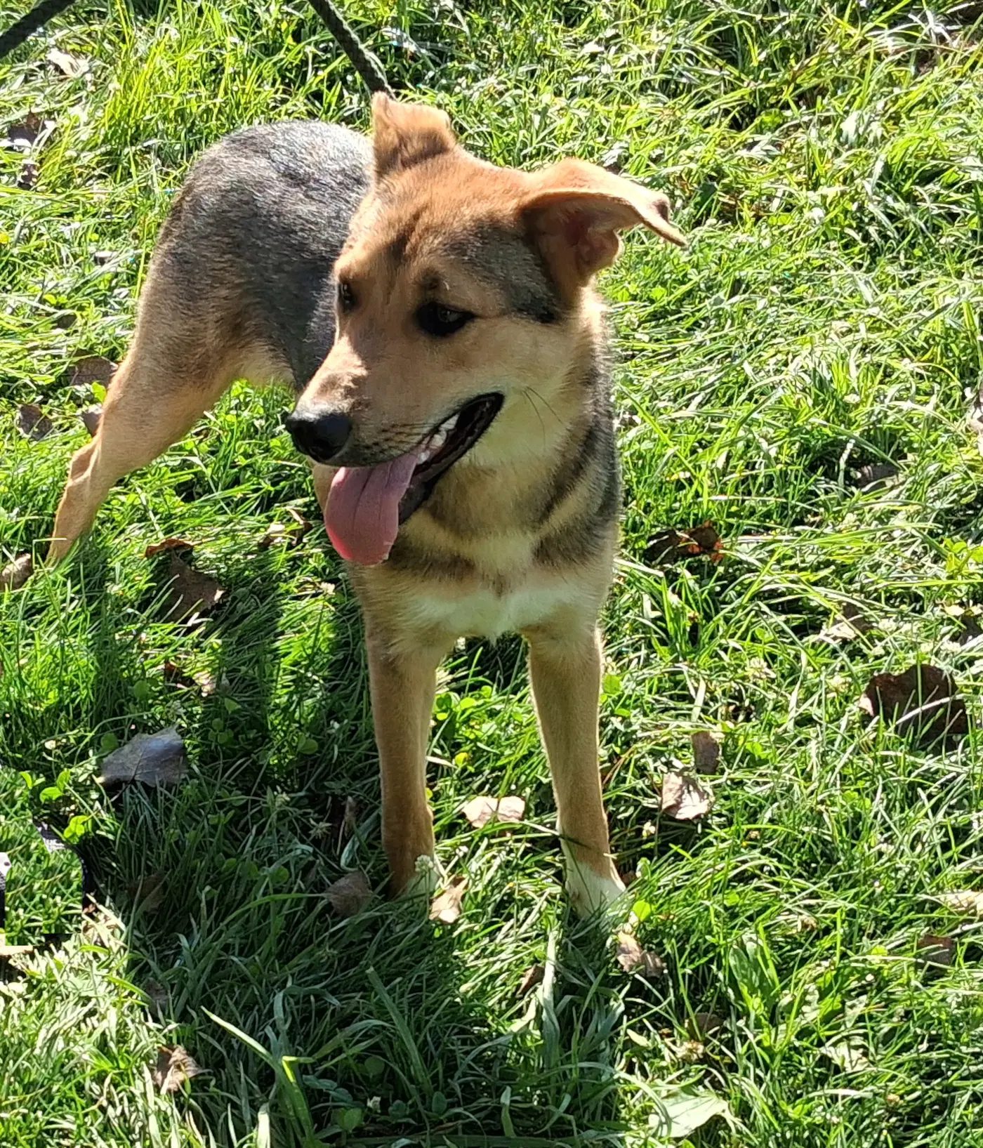Scout image 3