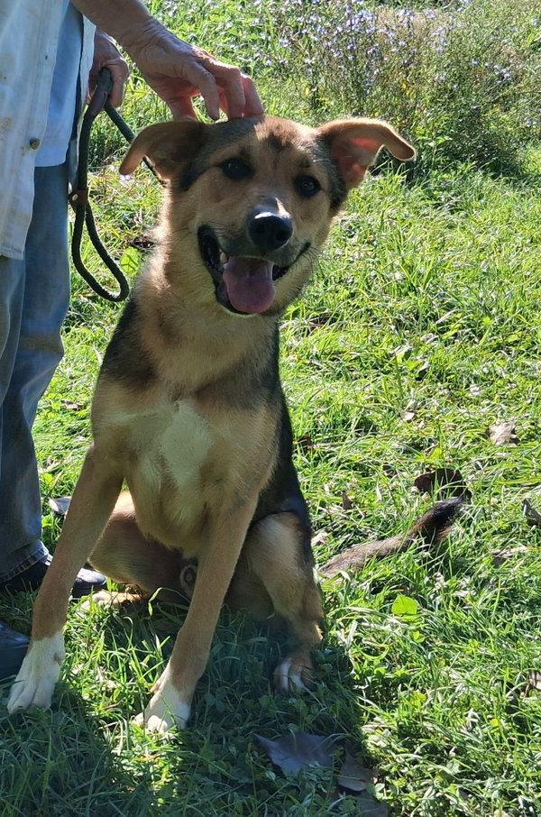 Scout