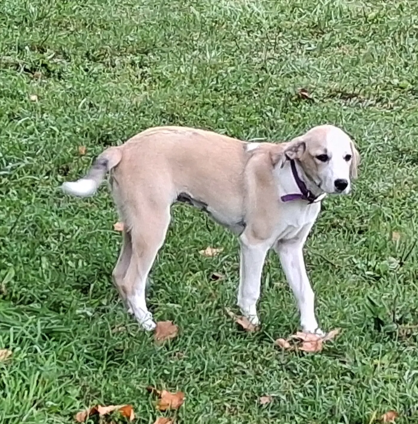 Tillie - Beagle