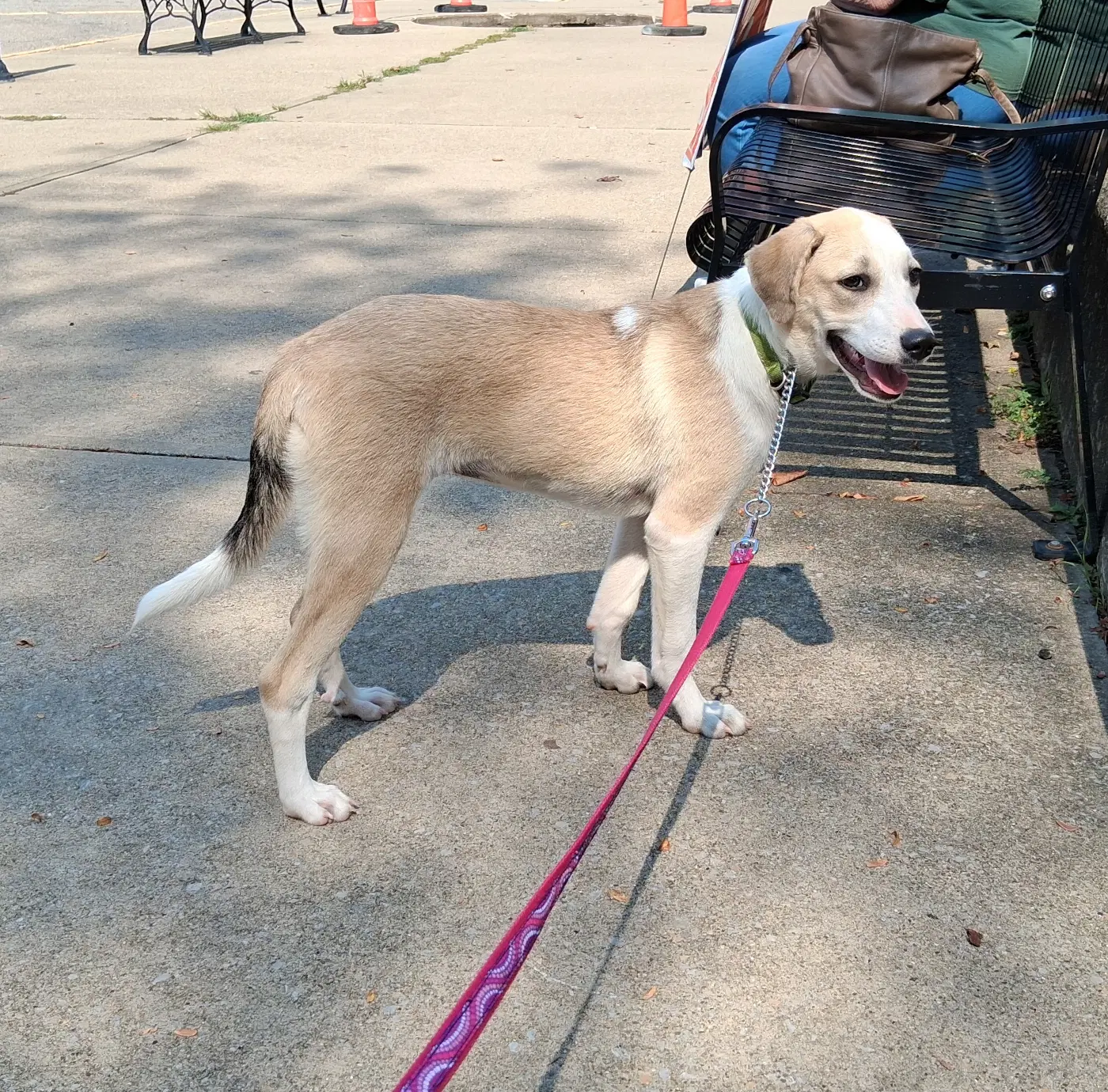 Tillie - Beagle