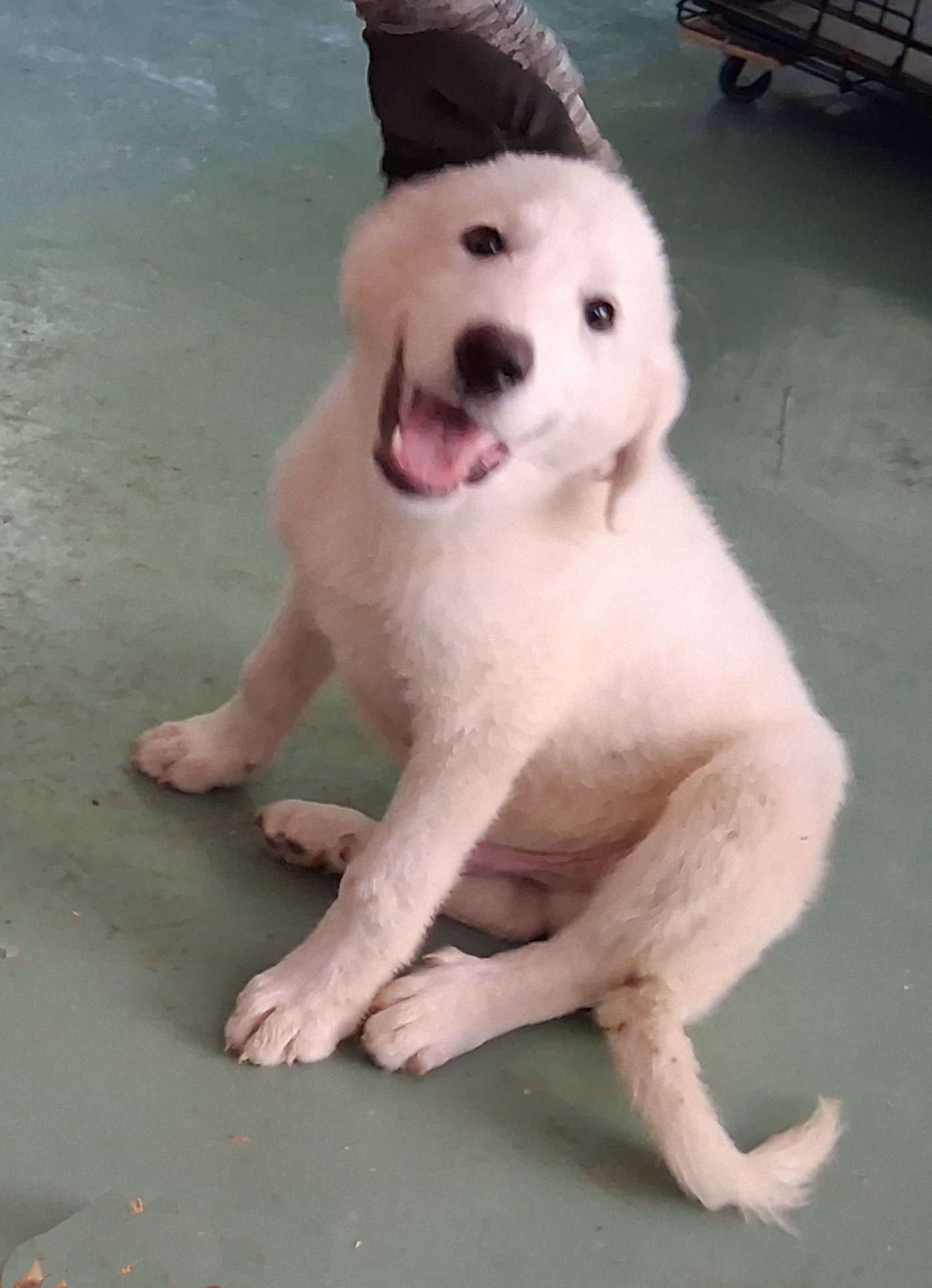 Albion, Great Pyrenees