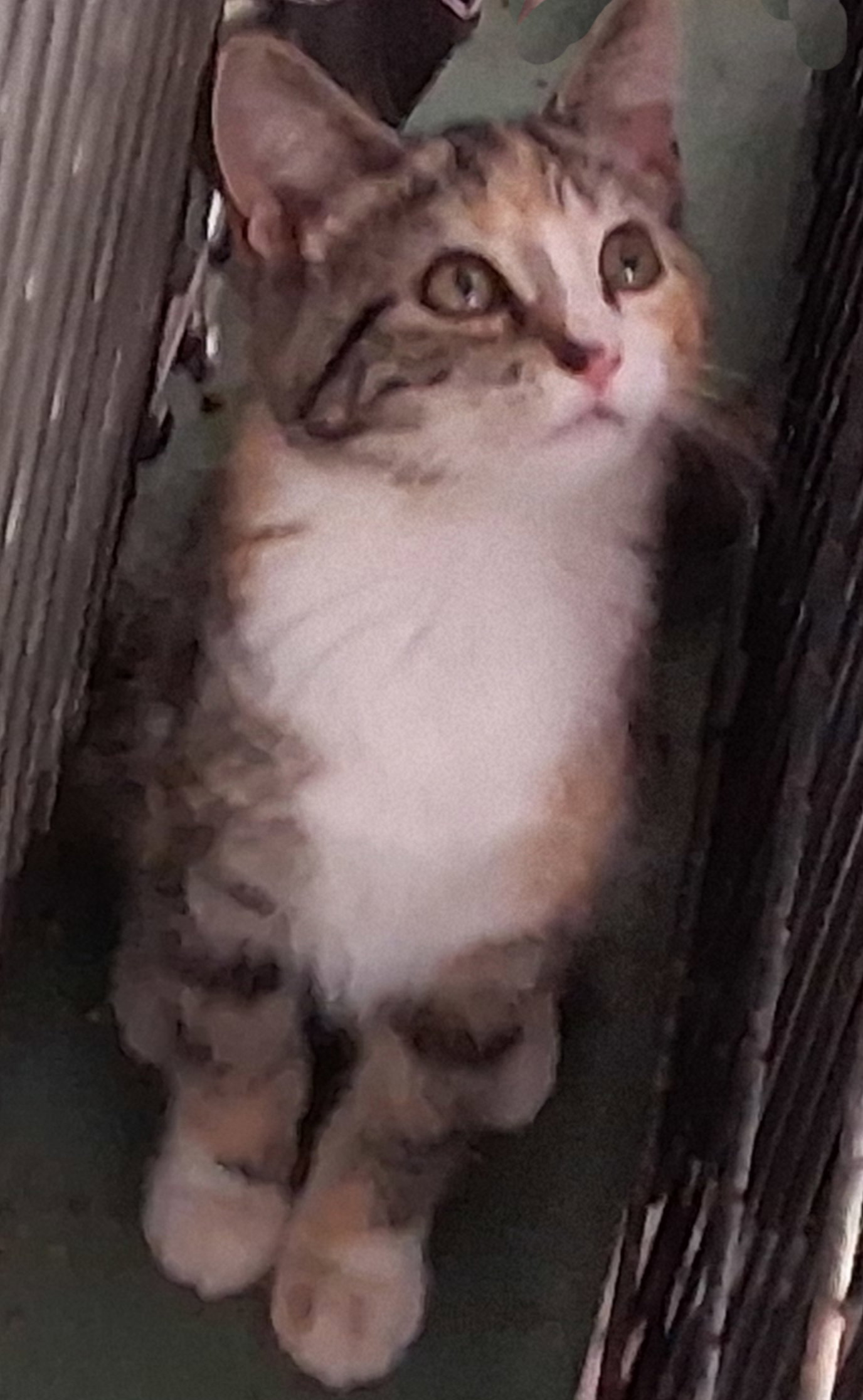 Carrie, Torbie
