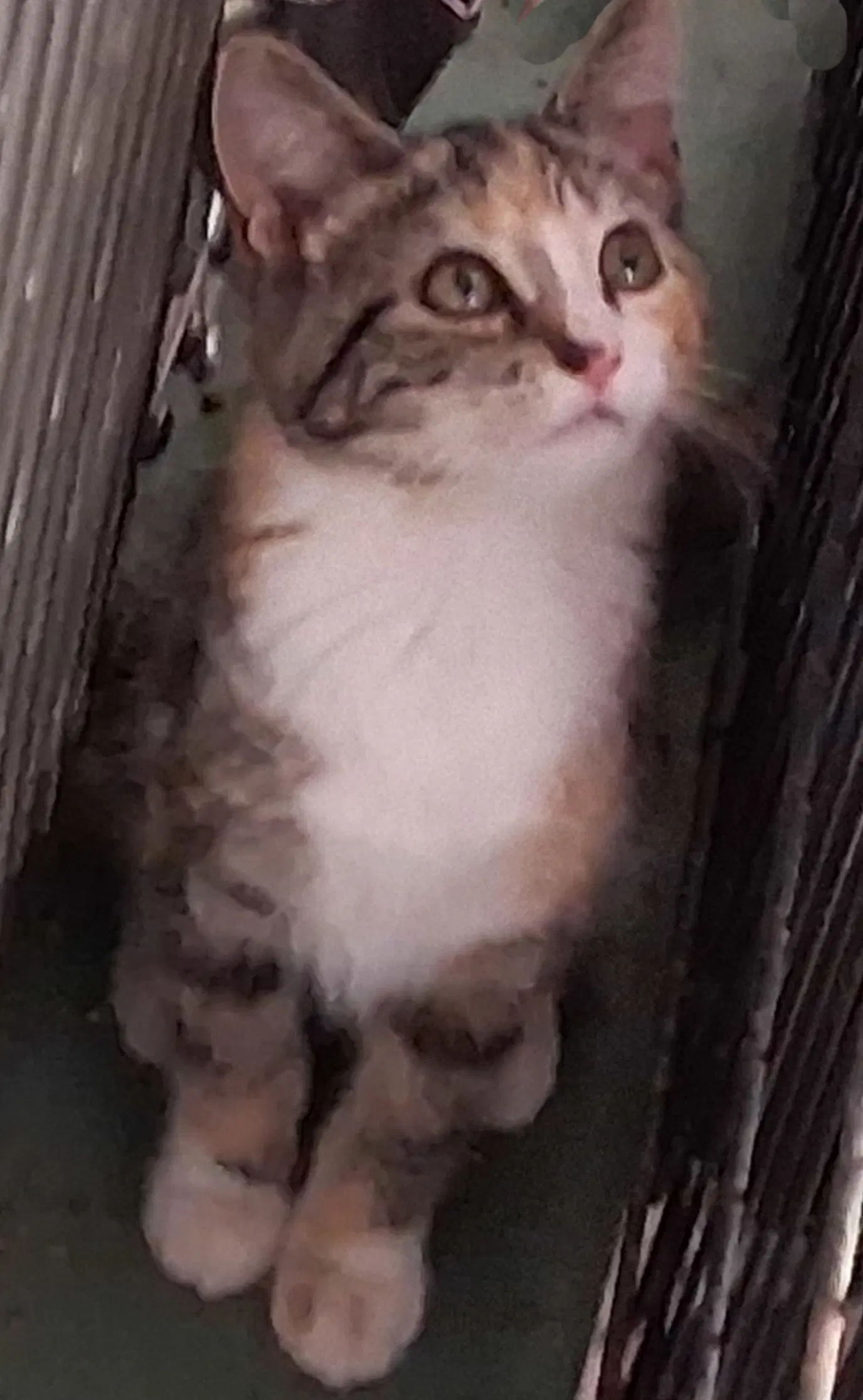 Carrie - calico/tabby
