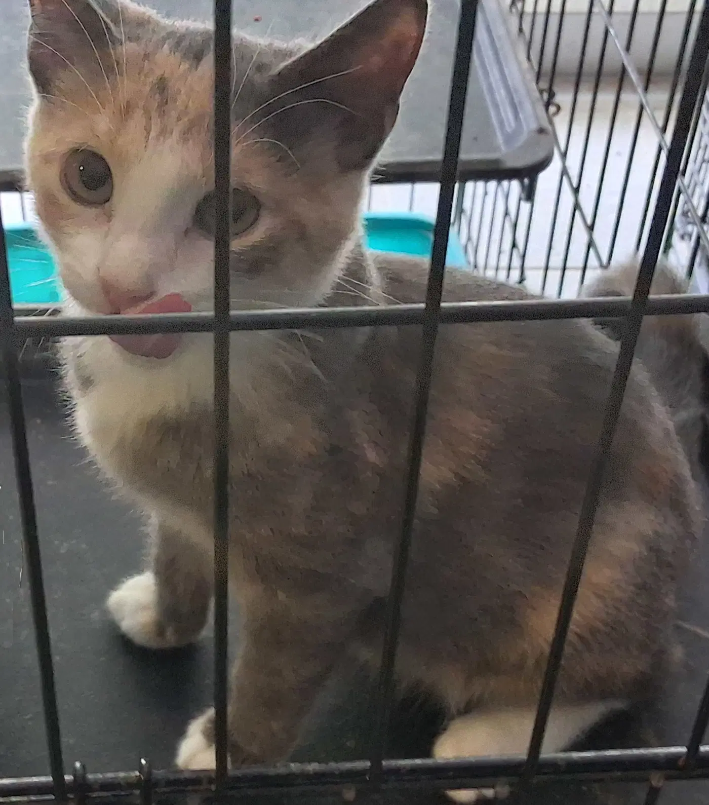 Julie - Dilute Calico