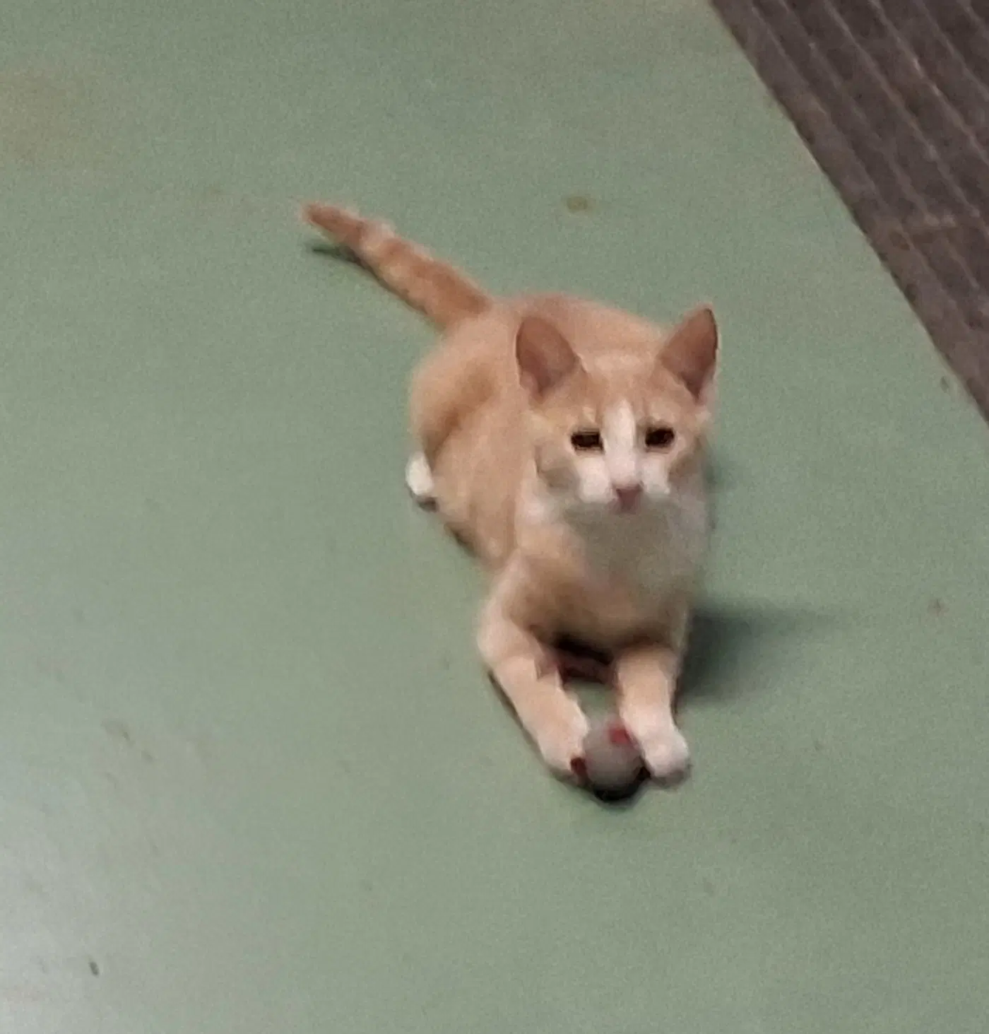 Jillie - Tabby