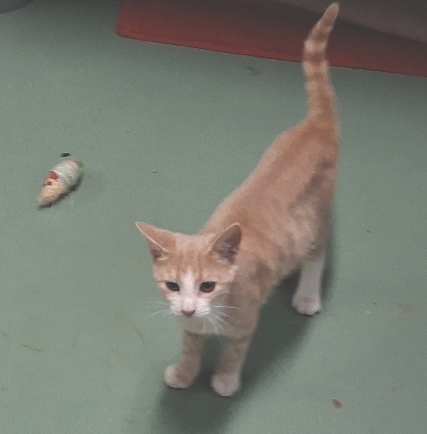 Jillie, photo 5