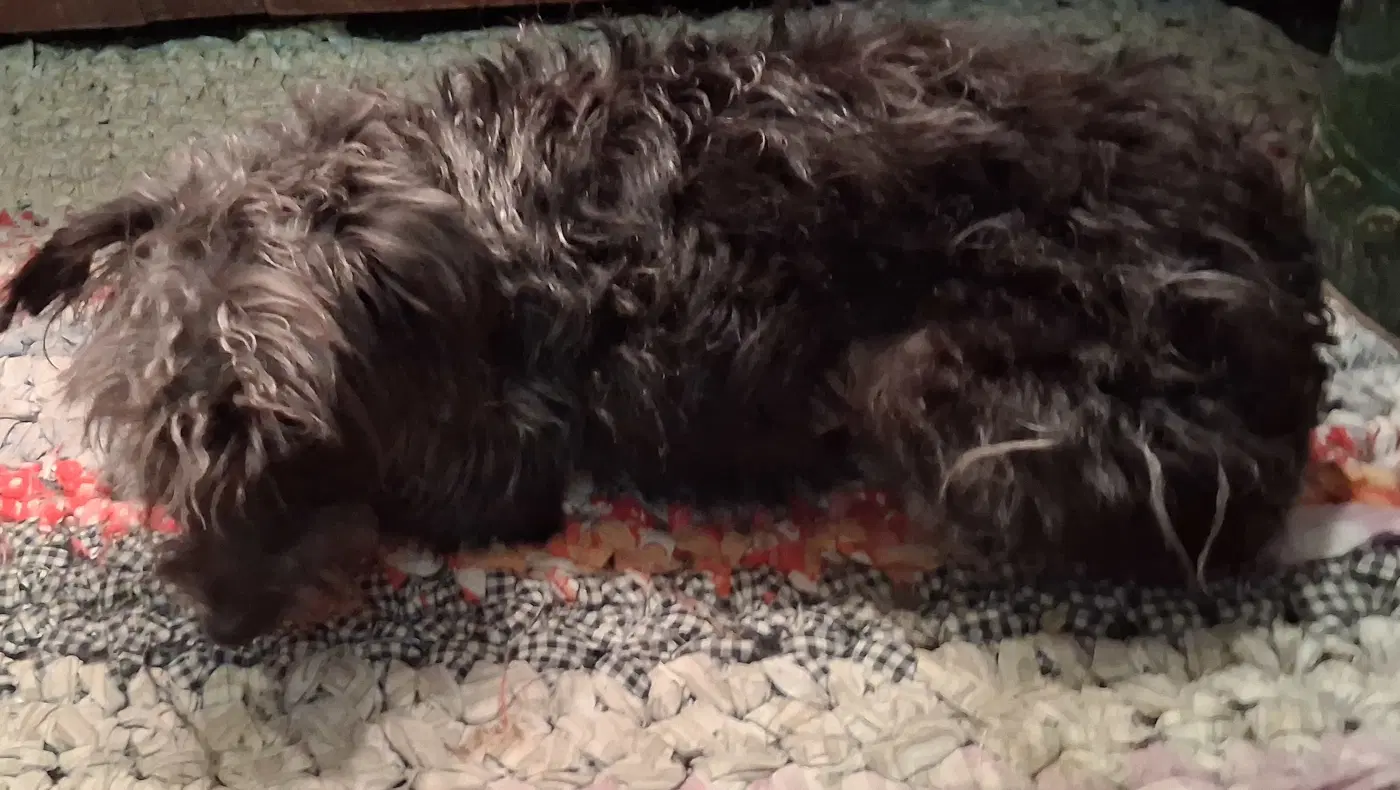 Daisy image 3