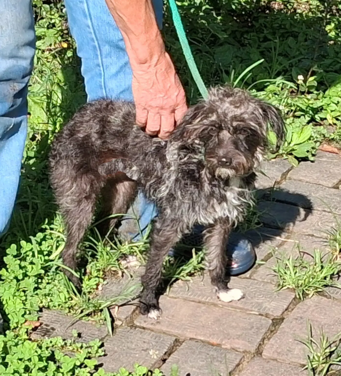 Daisy image 4