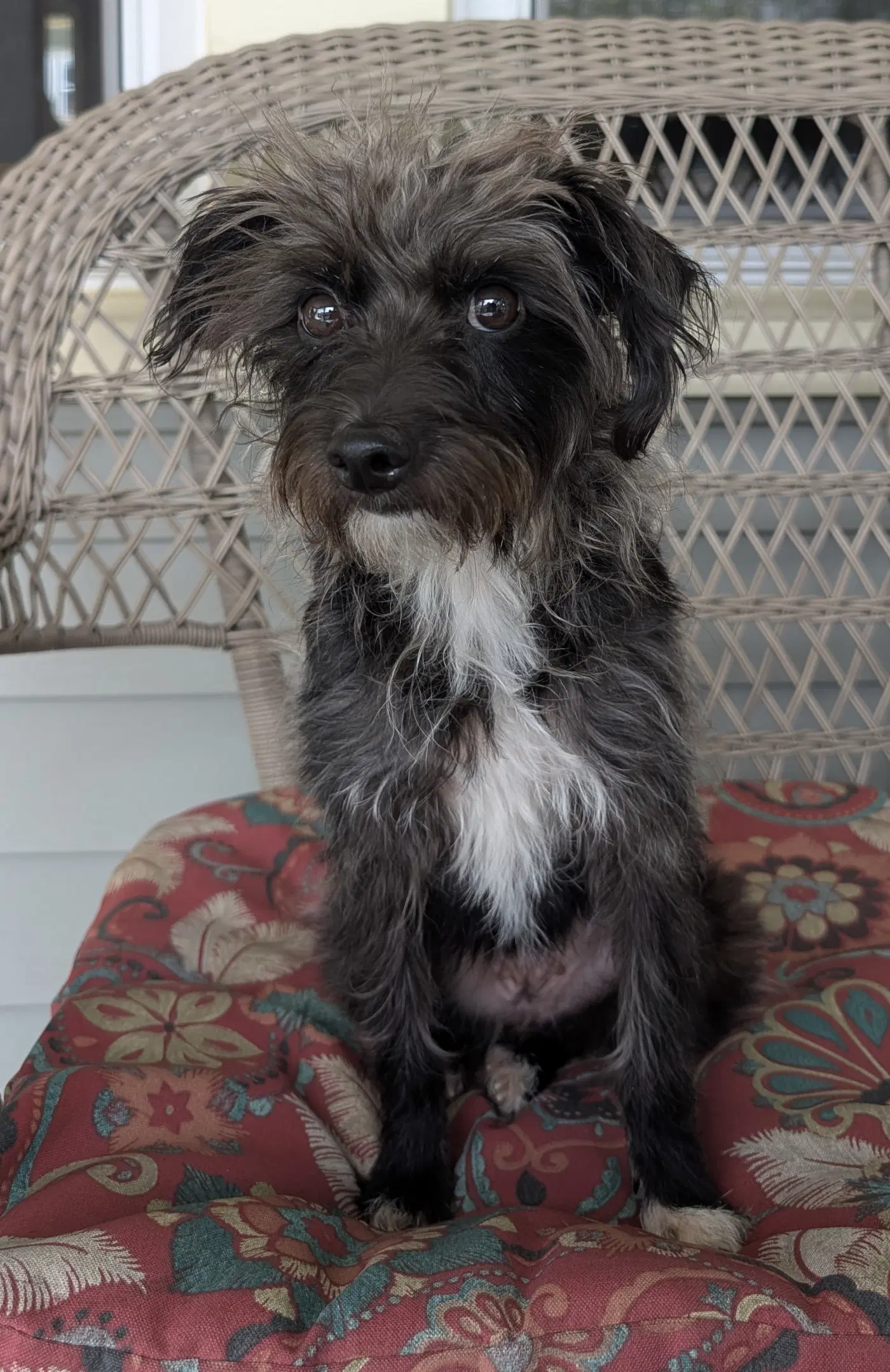 Daisy - Terrier