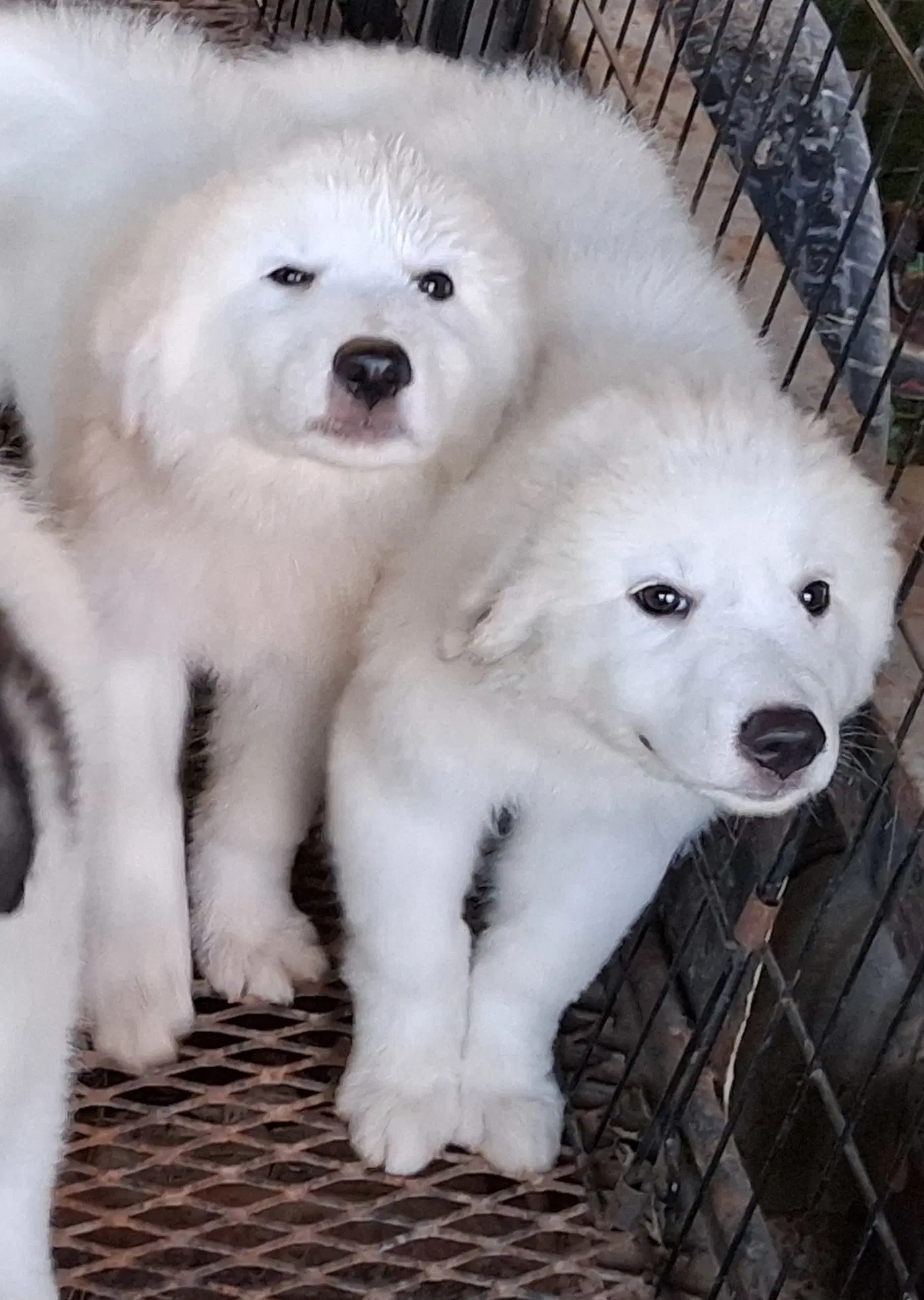 Oliver - Great Pyrenees