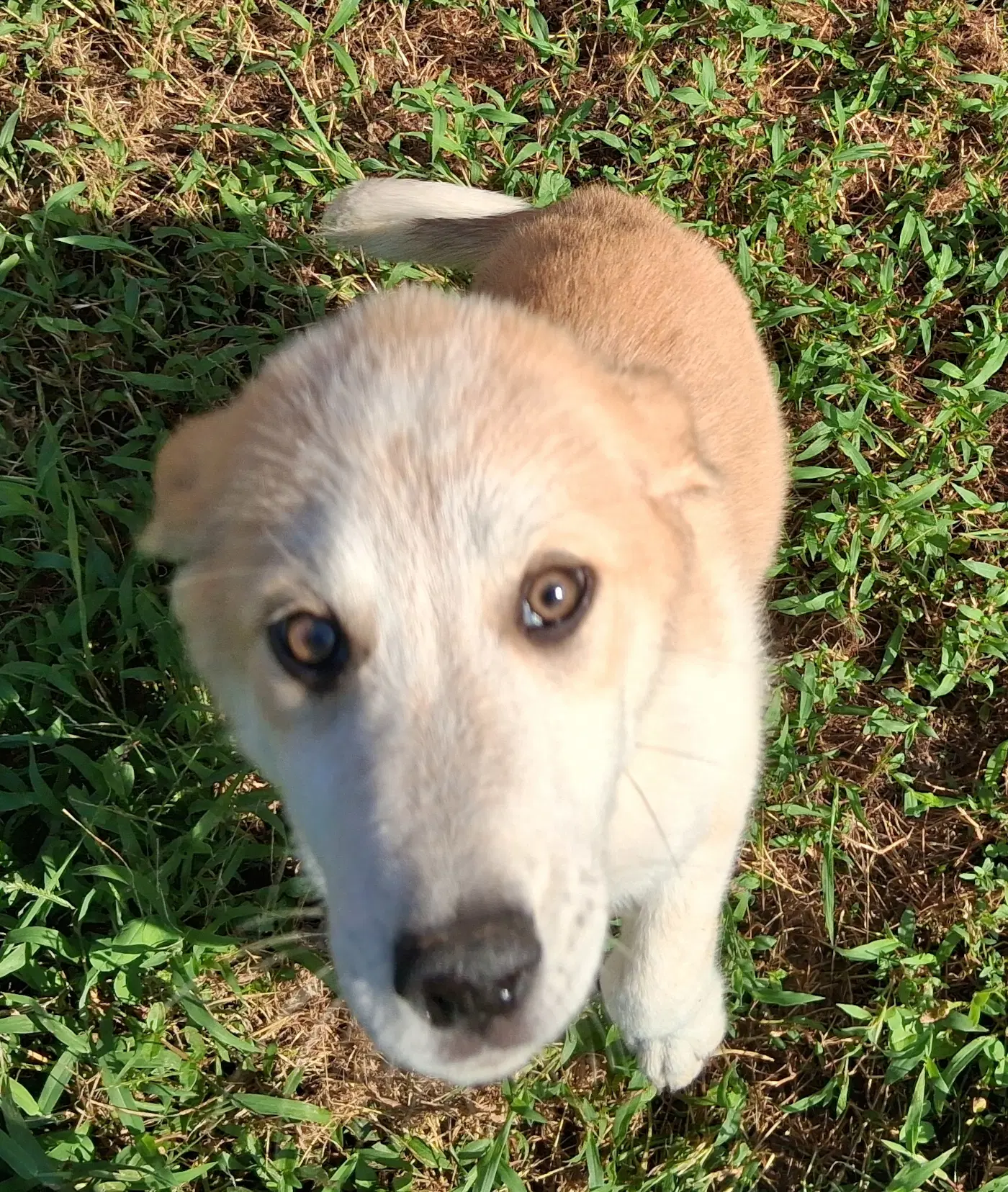 Nutmeg - Great Pyrenees