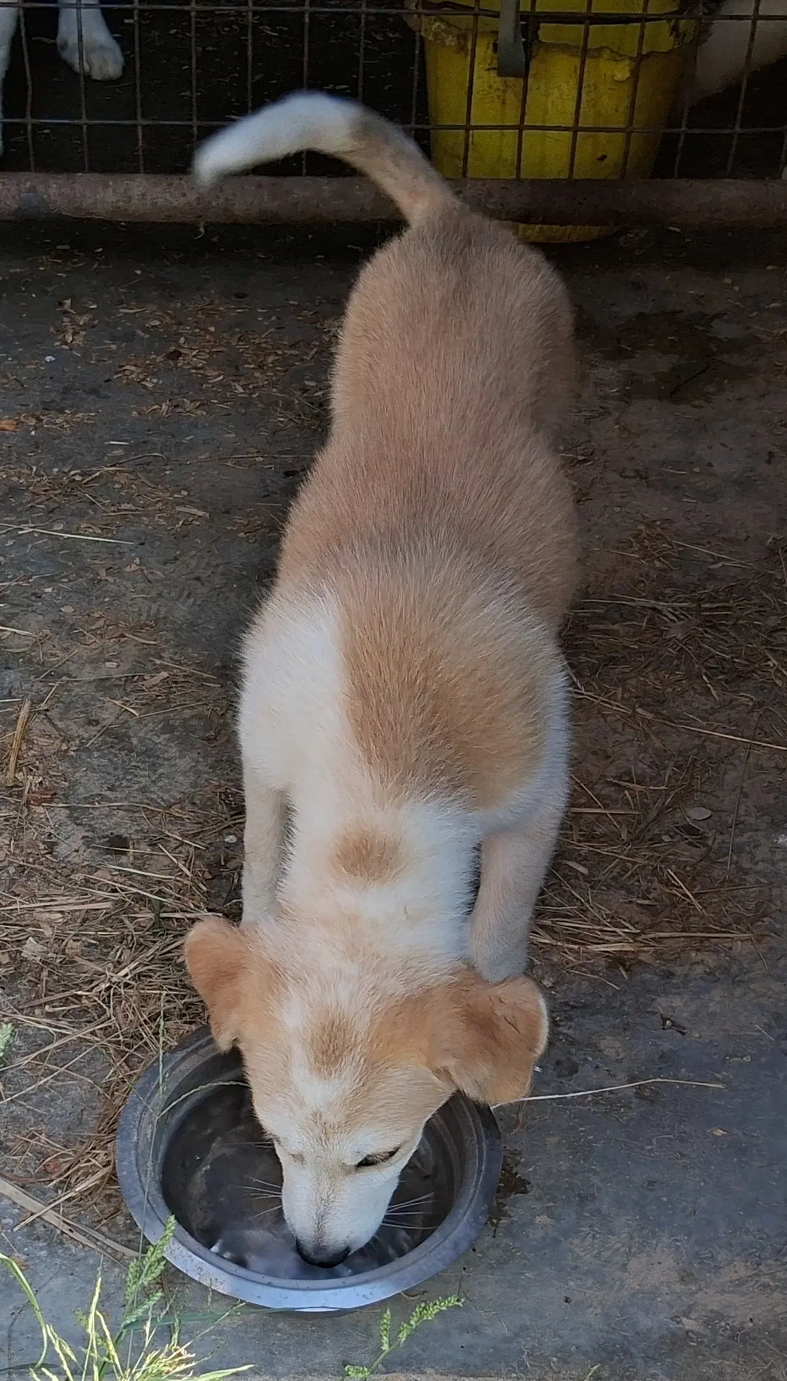 Nutmeg image 2