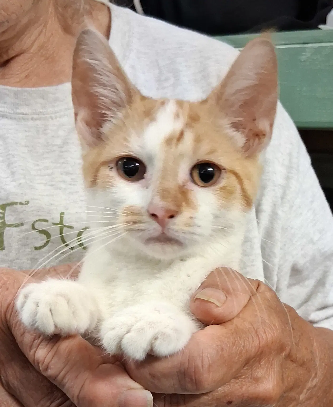 Rover - Domestic Short Hair