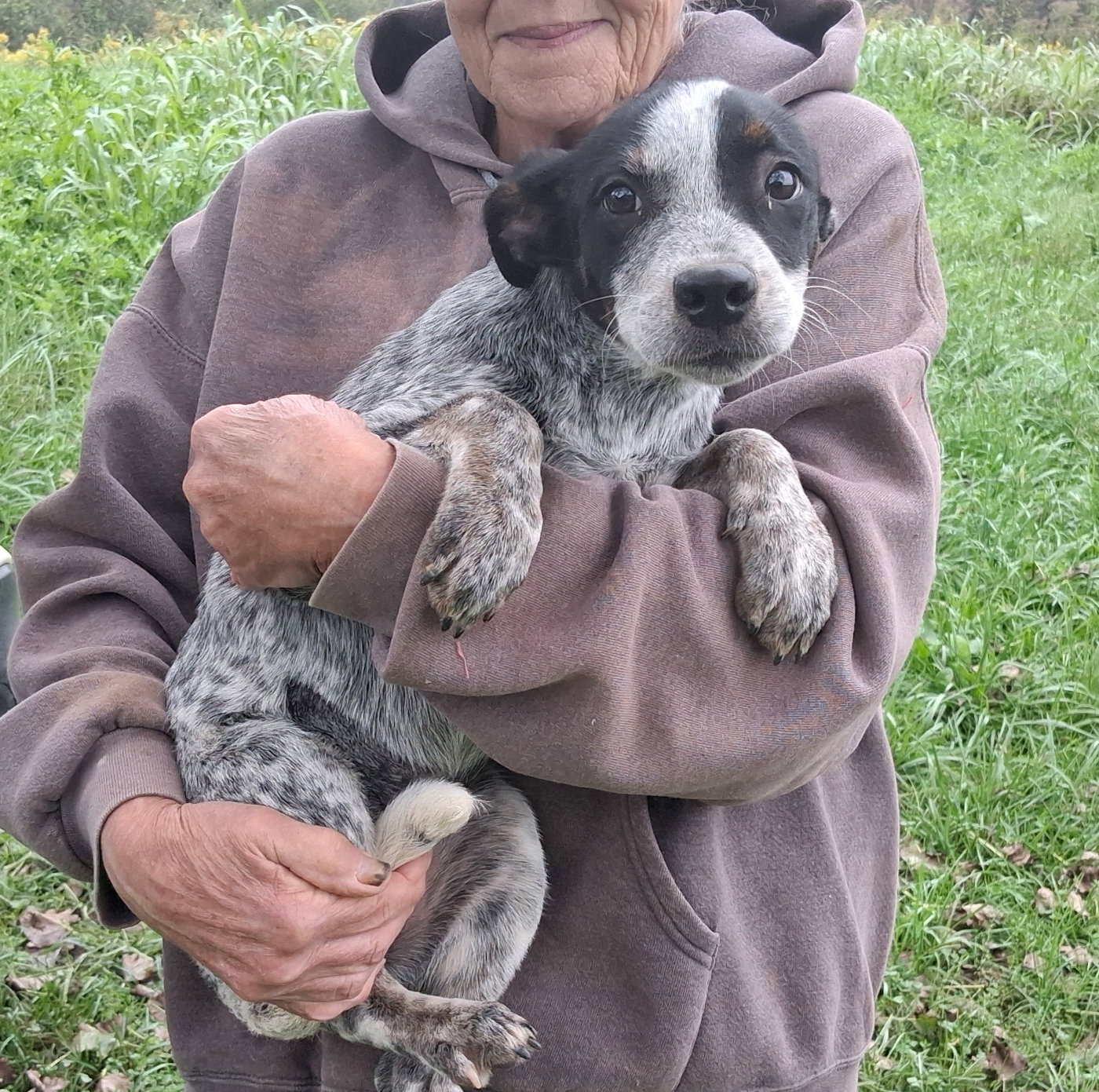 Meg, Australian Cattle Dog/Blue Heeler