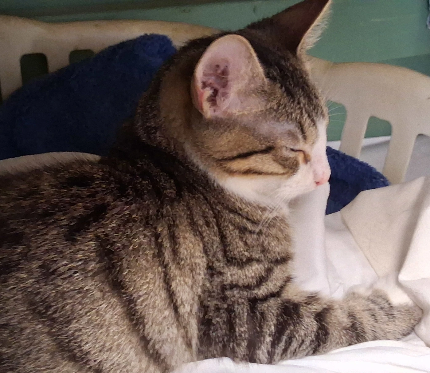 Muffy