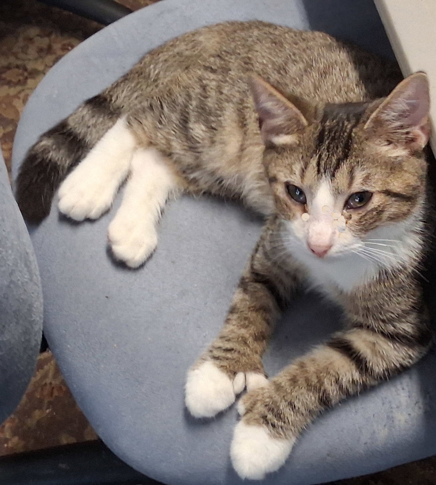 Muffy, photo 2