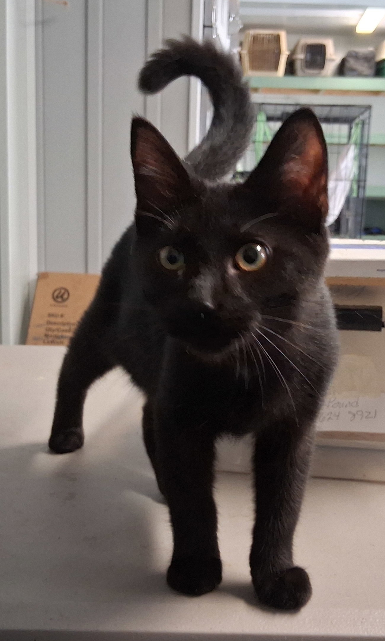 Mavis, photo 3