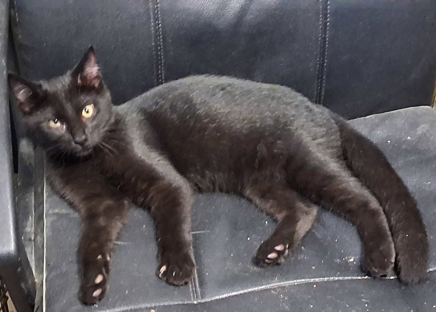 Mavis, photo 4