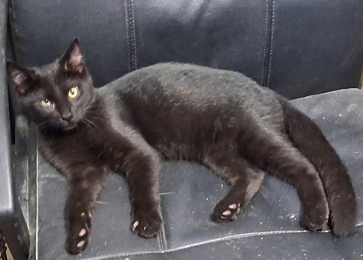 Mavis image 4