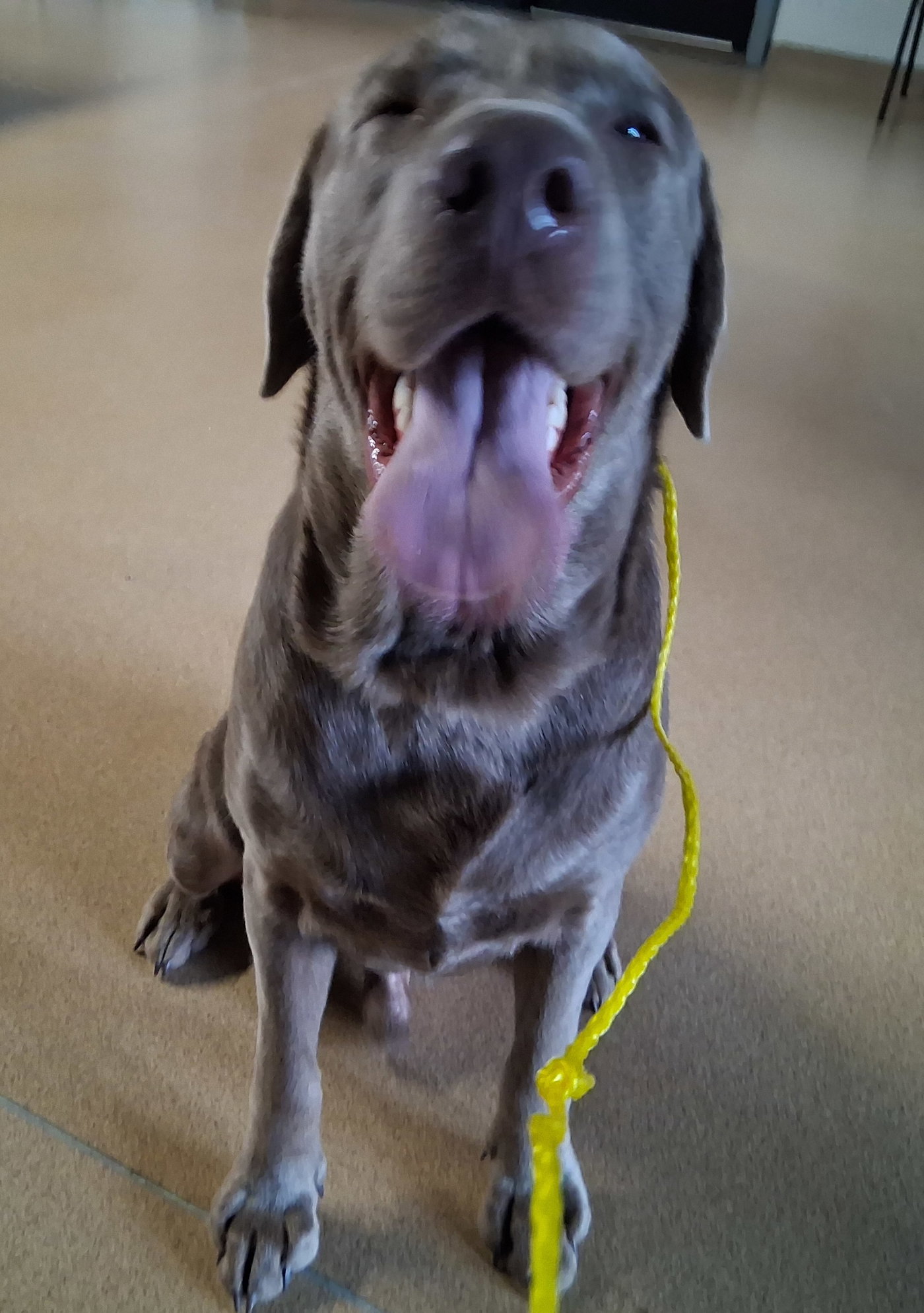Tyler