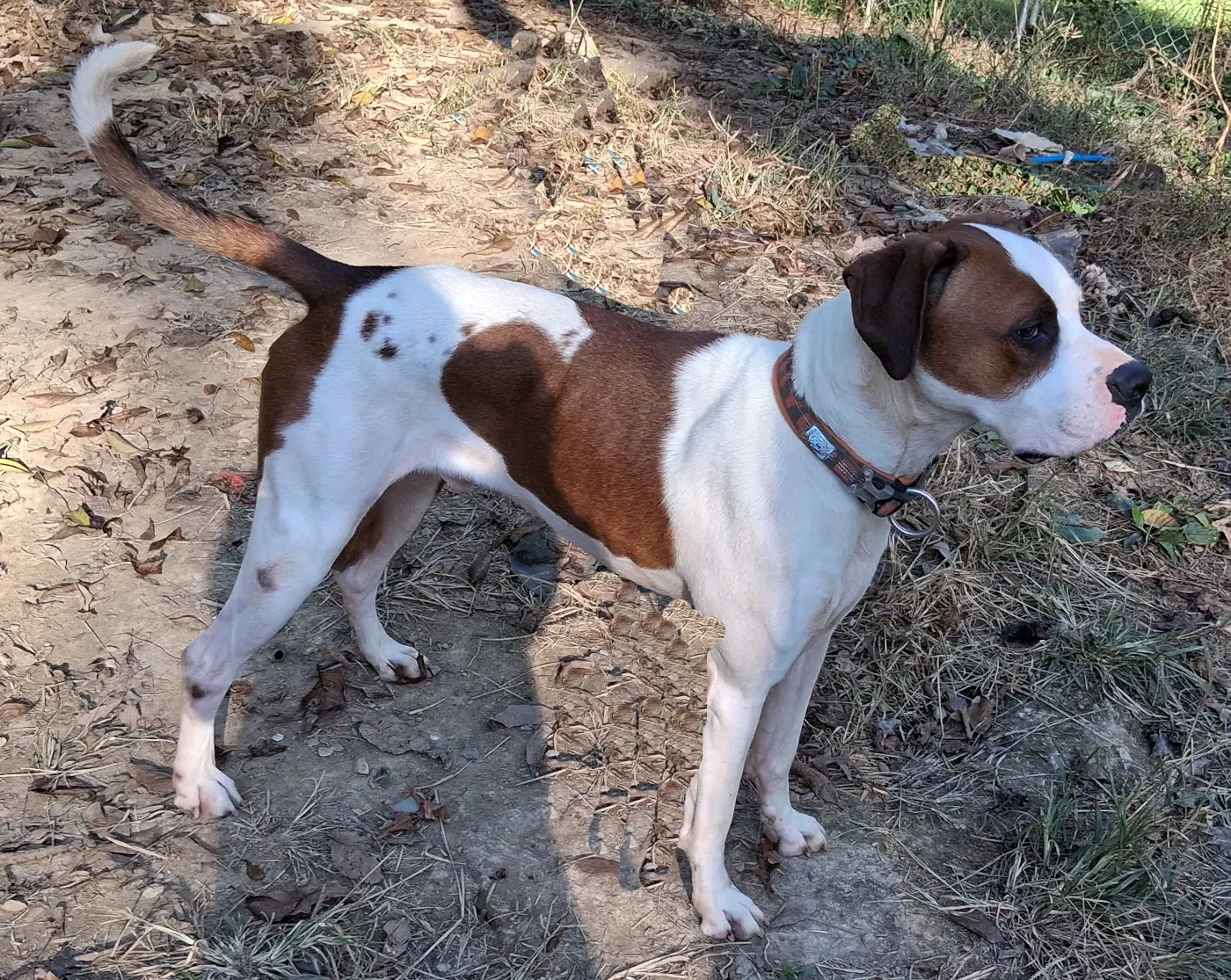 Luther - Boxer
