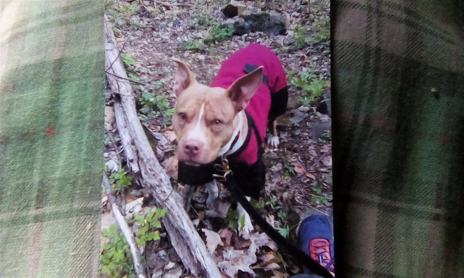 adoptable Dog in Front Royal, VA named Athena ~ Courtesy Post