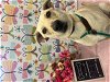 adoptable Dog in front royal, VA named Daisy