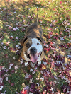 adoptable Dog in front royal, VA named Caprise